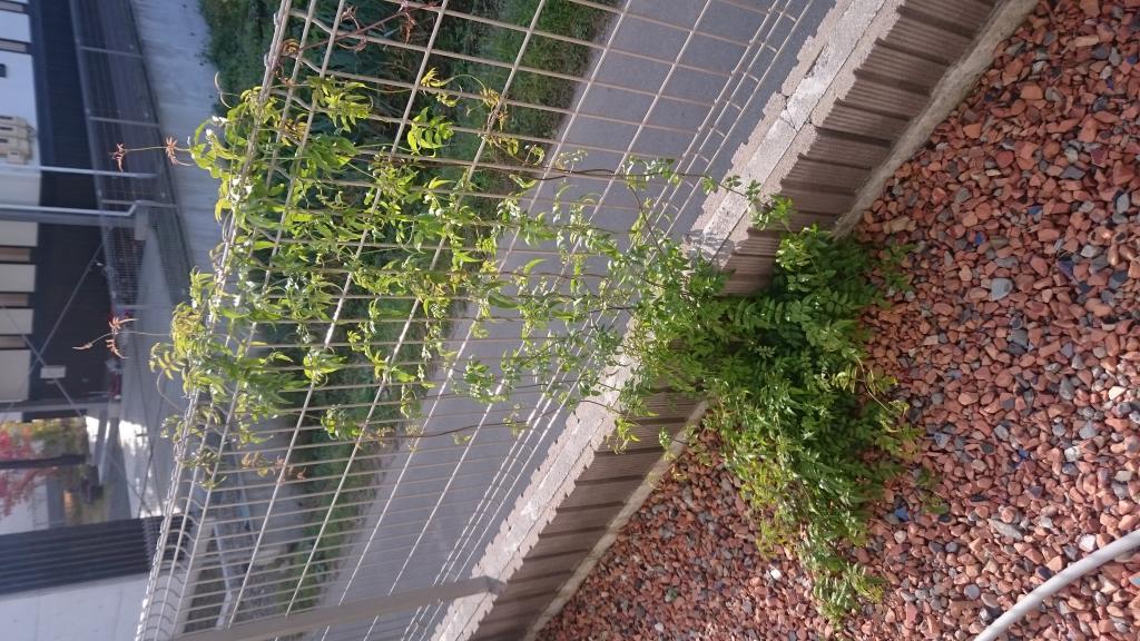 モッコウバラ　植栽