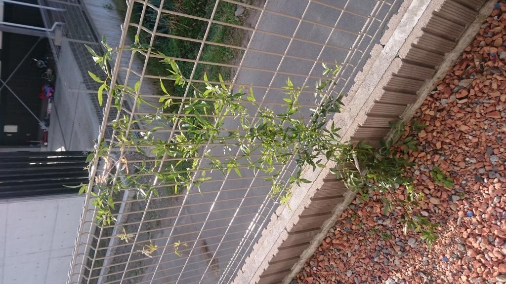 カロライナジャスミン　植栽